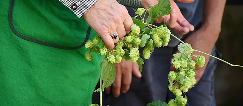 Облік у хмелярстві