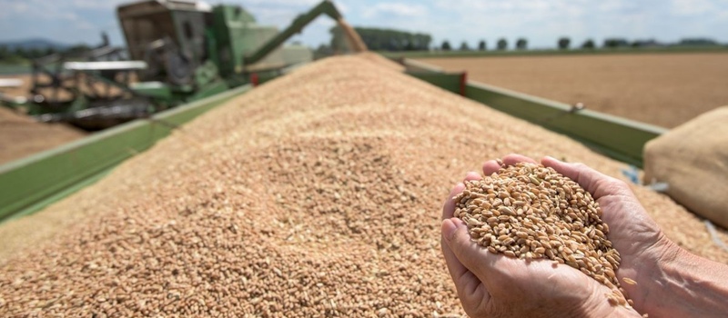 Облік зернових культур