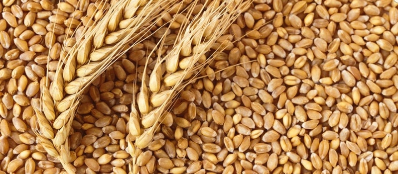 Розрахунок норми природного убутку зерна