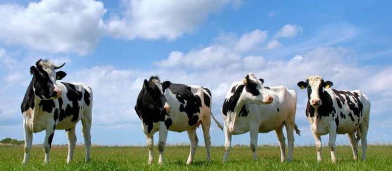 Учет биологических активов